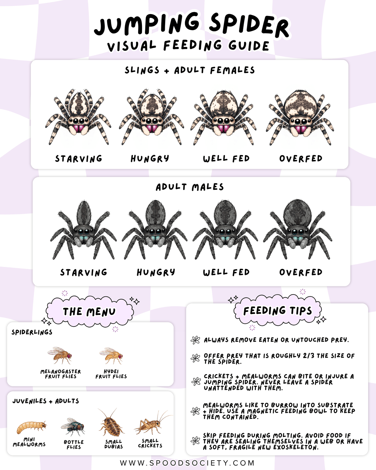 Jumping Spider Visual Feeding Guide - Spood Society