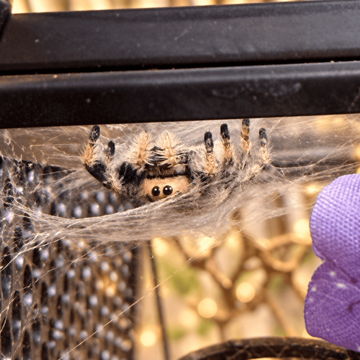 Jumping Spider Molting Guide - Spood Society