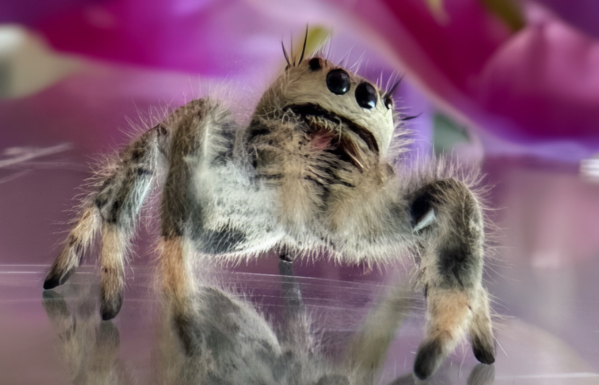 Regal Jumping Spider Body Language