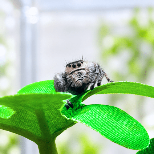 Bringing Home Your New Jumping Spider - Spood Society