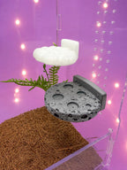 Cloud and space rock magnetic ledges for jumping spider enclosures - Spood Society
