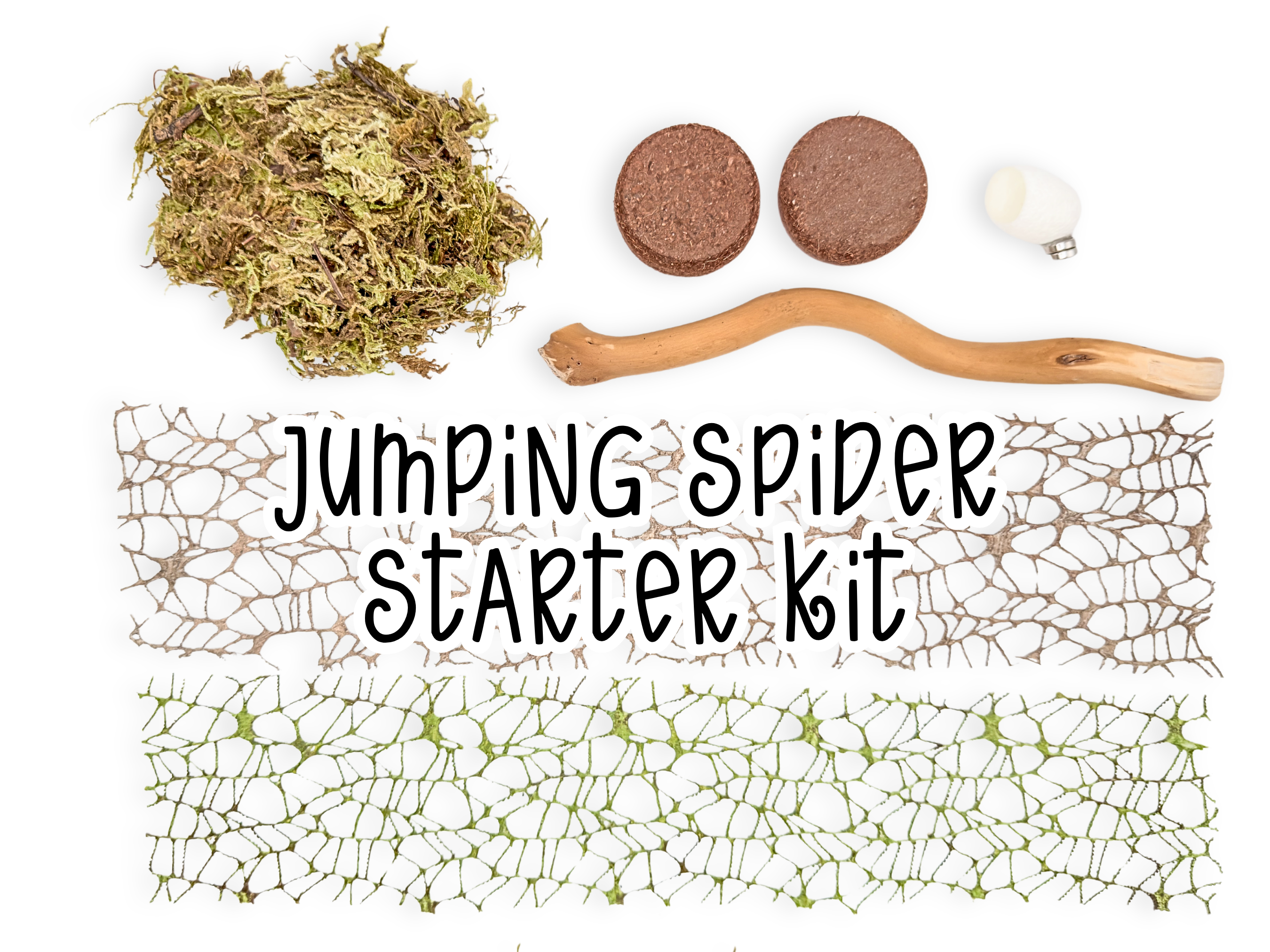 Jumping Spider Starter Kit