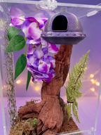 Jumping Spider Magnetic UFO Hide