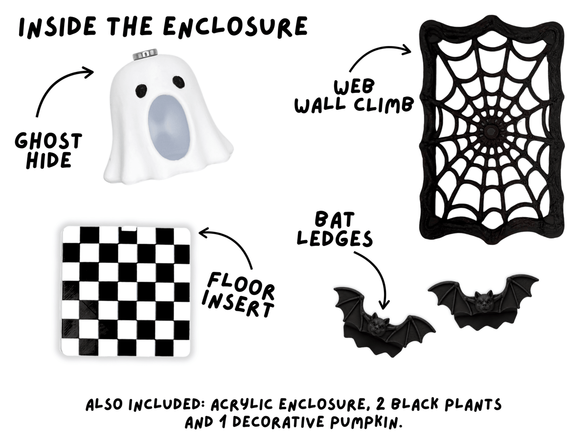 Haunted Halloween • Complete Jumping Spider Enclosure - Spood Society