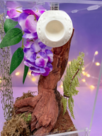 Jumping Spider Magnetic Moon Hide - Spood Society