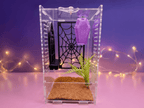 Pretty Little Crypt Jumping Spider Enclosure Set - Spood Society