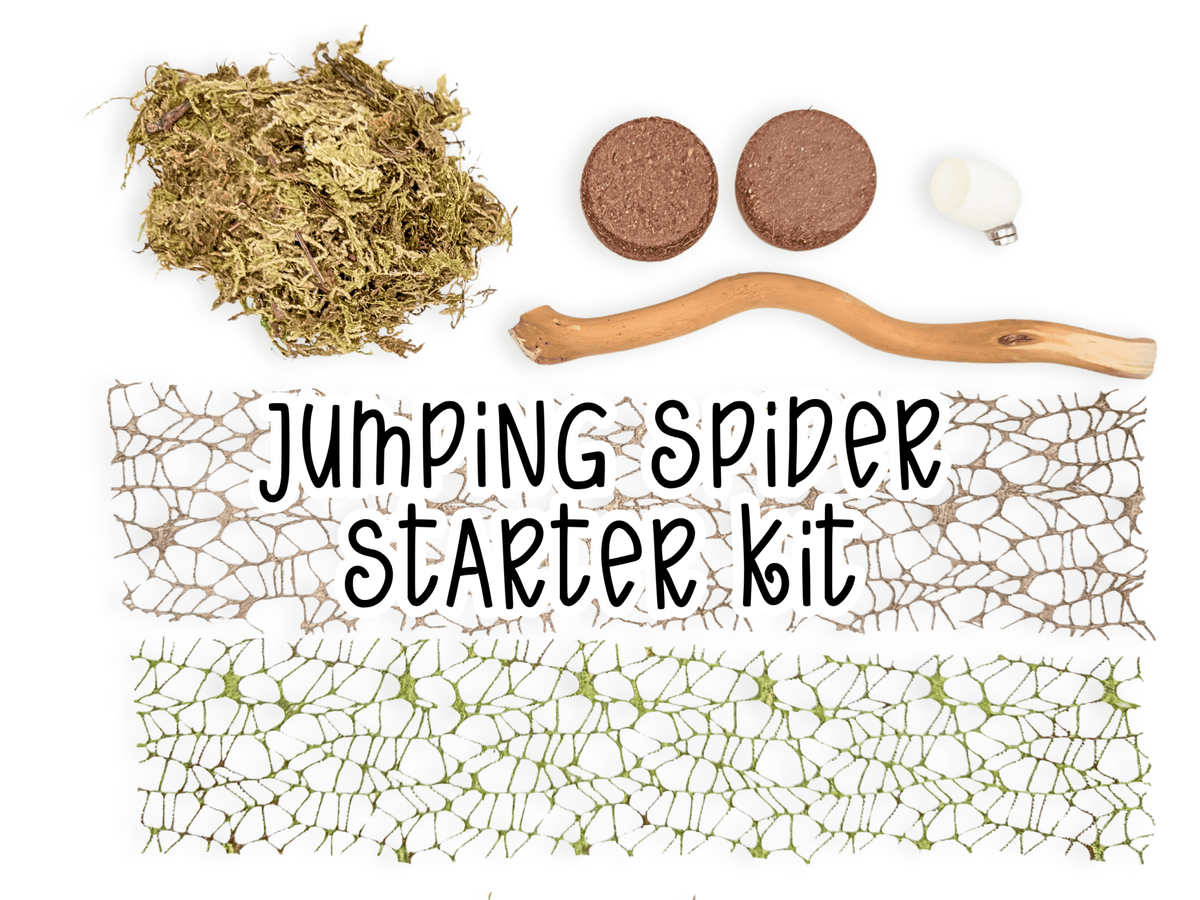 Natural Jumping Spider Starter Kit - Spood Society