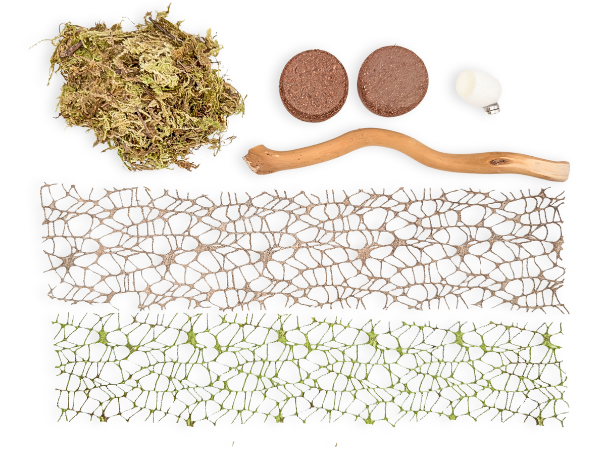 Natural Jumping Spider Starter Kit