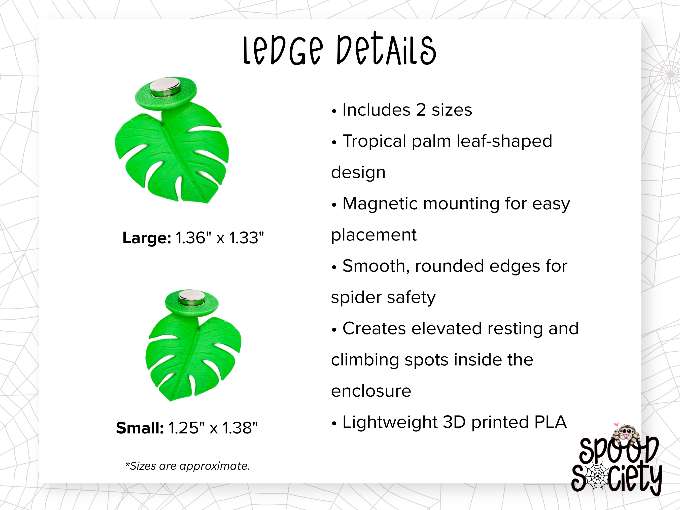 Tropical Coconut Jumping Spider Enclosure Set