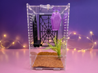 Pretty Little Crypt Jumping Spider Enclosure Set