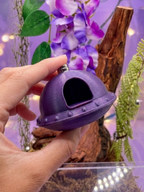 Jumping Spider Magnetic UFO Hide