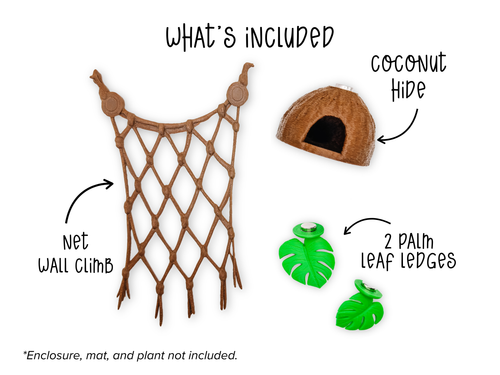 Tropical Coconut Jumping Spider Enclosure Set