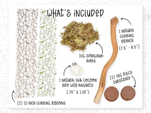 Jumping Spider Starter Kit